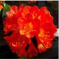 Clivia Miniata Bonsai Gorgeous Bonsai Rare Bush Lily Flower 100 PCS Seeds