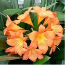 Clivia Miniata Bonsai Gorgeous Rare Bush Kefir Lily Flower Decorative Garden 100 PCS Seeds