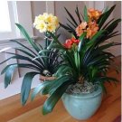 Clivia Miniata Plant Gorgeous Bonsai Rare Bush Lily Flower Bonsai 100 PCS Seeds