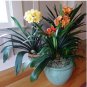 Clivia Miniata Plant Gorgeous Bonsai Rare Bush Lily Flower Bonsai 100 PCS Seeds