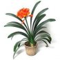 Clivia Miniata Plant Gorgeous Bonsai Rare Bush Lily Flower Bonsai 100 PCS Seeds