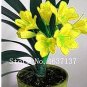 Clivia Miniata Plant Gorgeous Bonsai Rare Bush Lily Flower Bonsai 100 PCS Seeds