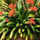 Clivia Miniata Seeds Mixed 9 Colors Purple Red Green Orange Yellow Blue 100 PCS Seeds Clivia Miniata Seeds Mixed 9 Colors Purple Red Green Orange Yellow Blue 100 PCS Seeds
