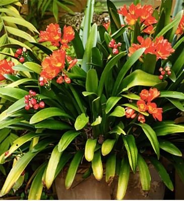 Clivia Miniata Seeds Mixed 9 Colors Purple Red Green Orange Yellow Blue 100 PCS Seeds