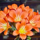 Clivia Seeds Colorful Garden Perennial Flowers 20 PCS Seeds Clivia Seeds Colorful Garden Perennial Flowers 20 PCS Seeds