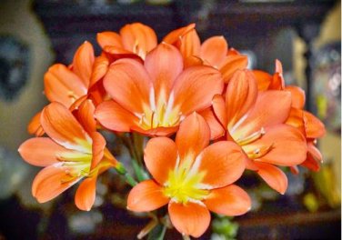 Clivia Seeds Colorful Garden Perennial Flowers 20 PCS Seeds