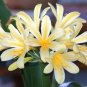 Clivia Seeds Colorful Garden Perennial Flowers 20 PCS Seeds