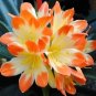 Clivia Seeds Colorful Garden Perennial Flowers 20 PCS Seeds