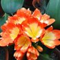 Clivia Seeds Colorful Garden Perennial Flowers 20 PCS Seeds