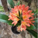 Clivia Seeds Light Redish Pink with White Yellow Colors 25 PCS Seeds Clivia Seeds Light Redish Pink with White Yellow Colors 25 PCS Seeds