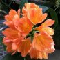 Clivia Seeds Light Redish Pink with White Yellow Colors 25 PCS Seeds