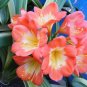 Clivia Seeds Light Redish Pink with White Yellow Colors 25 PCS Seeds