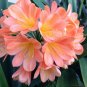 Clivia Seeds Light Redish Pink with White Yellow Colors 25 PCS Seeds