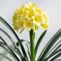 Clivia Seeds Milky Yellowish White Colors 100 PCS Seeds