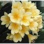 Clivia Seeds Milky Yellowish White Colors 100 PCS Seeds