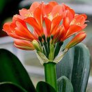Clivia Seeds Redish Orange Flowers 100 PCS Seeds