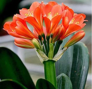 Clivia Seeds Redish Orange Flowers 100 PCS Seeds