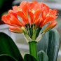 Clivia Seeds Redish Orange Flowers 100 PCS Seeds