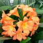 Clivia Seeds Redish Orange Flowers 100 PCS Seeds