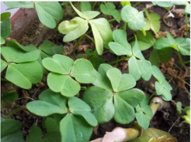 Clover Seeds Bonsai Trifolium Repens Beauty Lucky 250 PCS Seeds
