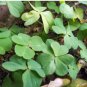 Clover Seeds Bonsai Trifolium Repens Beauty Lucky 250 PCS Seeds