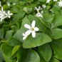 Clover Seeds Bonsai Trifolium Repens Beauty Lucky 250 PCS Seeds