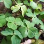 Clover Seeds Bonsai Trifolium Repens Beauty Lucky 250 PCS Seeds