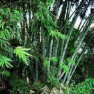 Clumping Bamboo 30 PCS Seeds