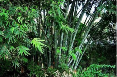 Clumping Bamboo 30 PCS Seeds