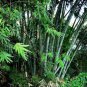 Clumping Bamboo 30 PCS Seeds