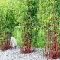 Clumping Bamboo 30 PCS Seeds