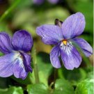 Cobee Violette 25 PCS Seeds Cobee Violette 25 PCS Seeds