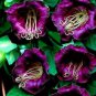 Cobee Violette 25 PCS Seeds