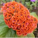 Cockscomb Flowers Seeds Dark Orange Color 300 PCS Seeds