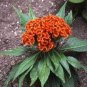 Cockscomb Flowers Seeds Dark Orange Color 300 PCS Seeds