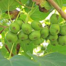 Cocktail Miniature Kiwi Kiwiberry Berry Hardy Actinidia Arguta Fruit 30 PCS Seeds Cocktail Miniature Kiwi Kiwiberry Berry Hardy Actinidia Arguta Fruit 30 PCS Seeds