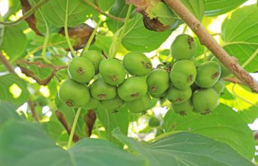 Cocktail Miniature Kiwi Kiwiberry Berry Hardy Actinidia Arguta Fruit 30 PCS Seeds