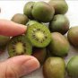 Cocktail Miniature Kiwi Kiwiberry Berry Hardy Actinidia Arguta Fruit 30 PCS Seeds