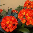 Clivia Miniata Plant Gorgeous Bonsai Rare Bush Lily Flower Bonsai 100 PCS Seeds