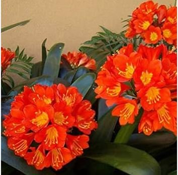 Clivia Miniata Plant Gorgeous Bonsai Rare Bush Lily Flower Bonsai 100 PCS Seeds