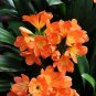 Clivia Miniata Plant Gorgeous Bonsai Rare Bush Lily Flower Bonsai 100 PCS Seeds