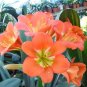 Clivia Miniata Plant Gorgeous Bonsai Rare Bush Lily Flower Bonsai 100 PCS Seeds