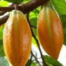 Cocoa Seeds Theobroma Cacao 20 PCS Seeds Cocoa Seeds Theobroma Cacao 20 PCS Seeds