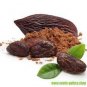 Cocoa Seeds Theobroma Cacao 20 PCS Seeds