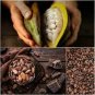 Cocoa Seeds Theobroma Cacao 20 PCS Seeds