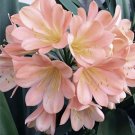 Clivia Miniata Plant Gorgeous Bonsai Rare Bush Lily Flower Bonsai 100 PCS Seeds