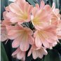 Clivia Miniata Plant Gorgeous Bonsai Rare Bush Lily Flower Bonsai 100 PCS Seeds