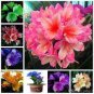 Clivia Miniata Plant Gorgeous Bonsai Rare Bush Lily Flower Bonsai 100 PCS Seeds