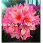 Clivia Miniata Plant Gorgeous Bonsai Rare Bush Lily Flower Bonsai 100 PCS Seeds