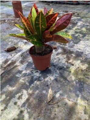 Codiaeum variegatum 100 PCS Seeds